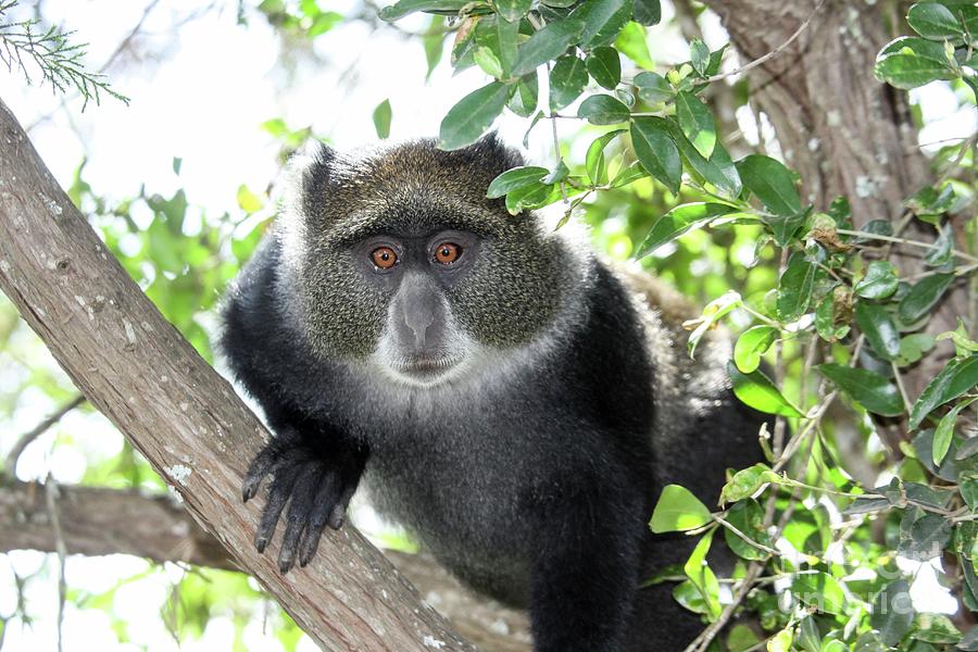 Blue Monkey Photograph by Photostock-israel/science Photo Library ...