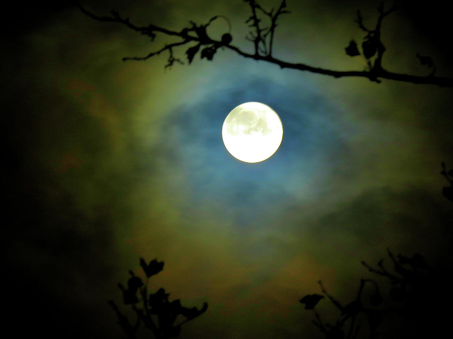 Blue Moon Photograph by Linda Stern
