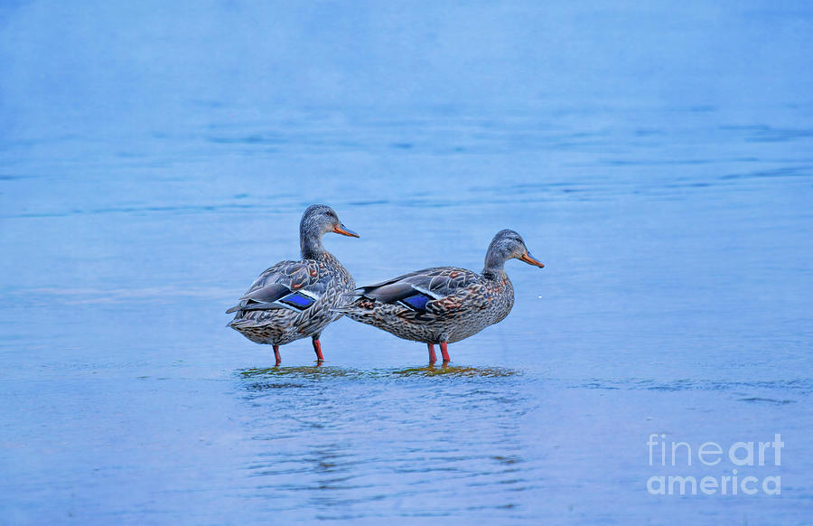 Blue Morning Ducks Digital Art