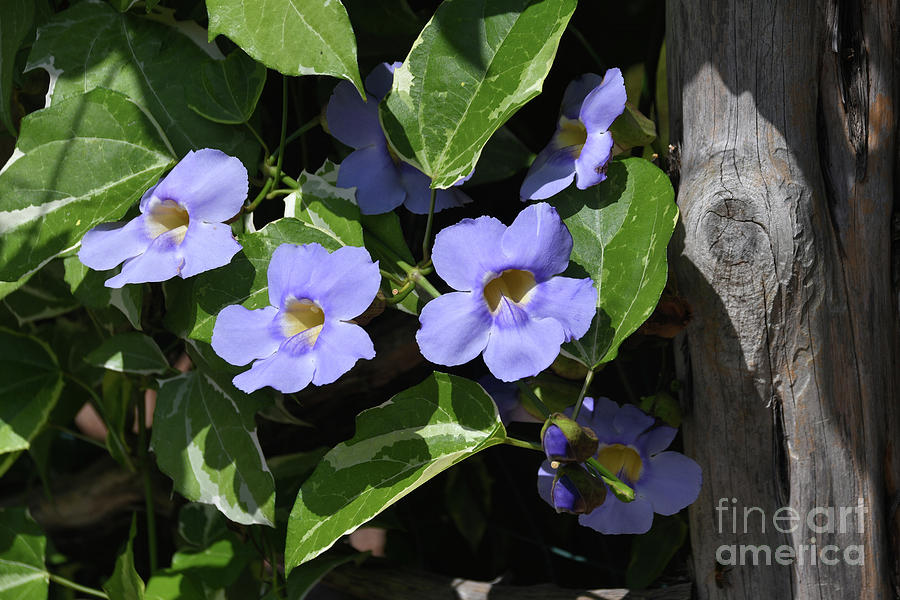 Blue Morning Glory by Diana Mary Sharpton Blue Morning Glory by Diana Mary Sharpton