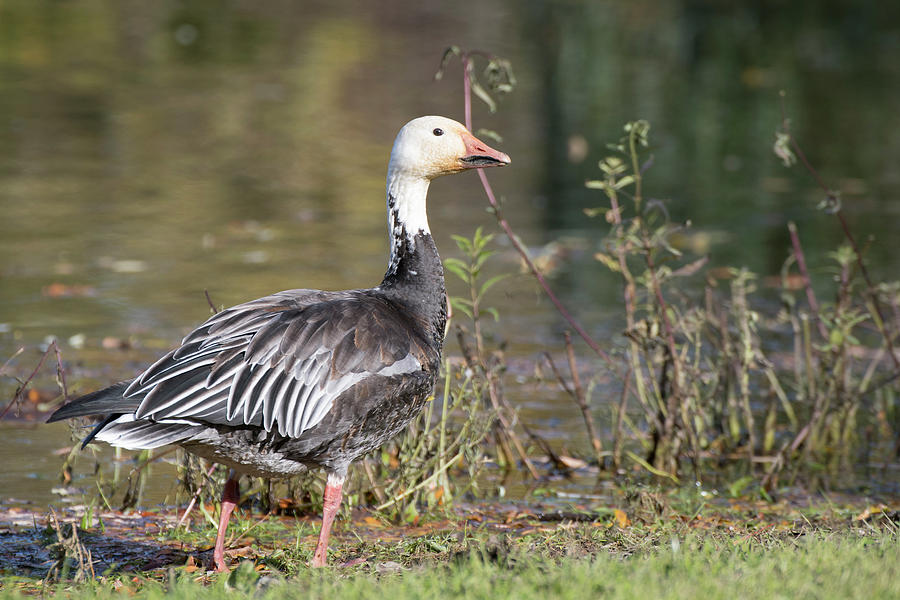 Blue Morph Snow Goose Photograph By Kathy Gallow