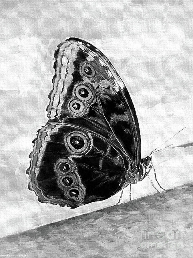 Blue Morpho Butterfly BW Digital Art by Mona Stut