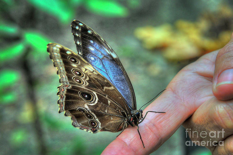 Blue Morpho Butterfly Photograph by David Zanzinger