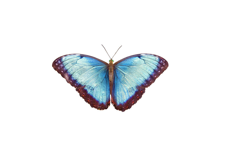 Blue Morpho Butterfly Photograph by Dean Fikar