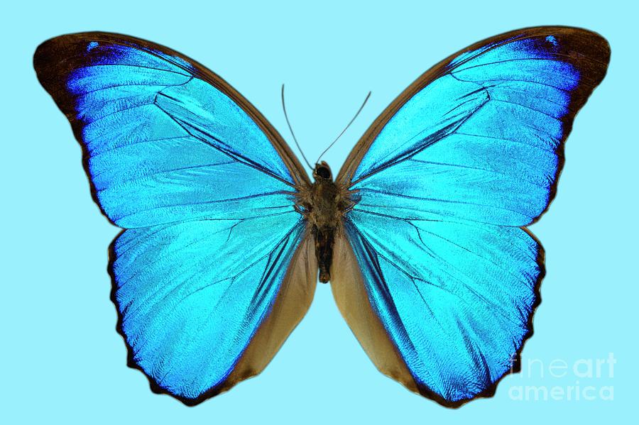 Blue Morpho Butterfly Photograph by Dr Keith Wheeler/science Photo Library