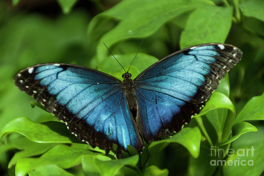 Blue Morpho Butterfly Photograph by Louise Magno
