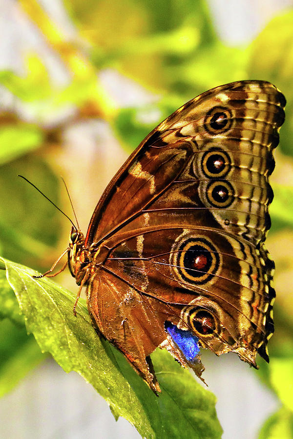 Blue Morpho Butterfly  Photograph by Mitch Cat