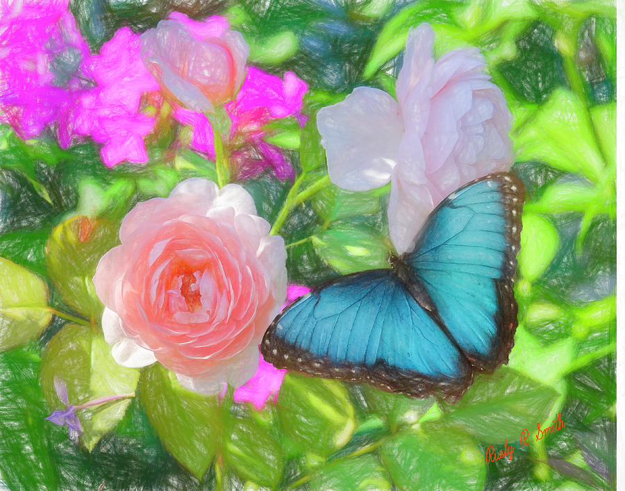 Blue Morpho butterfly on pink rose. by Rusty R Smith Blue Morpho butterfly on pink rose. by Rusty R Smith