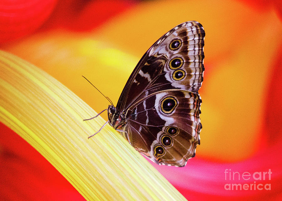 Blue Morpho Red And Yellow Photograph by Sharon McConnell