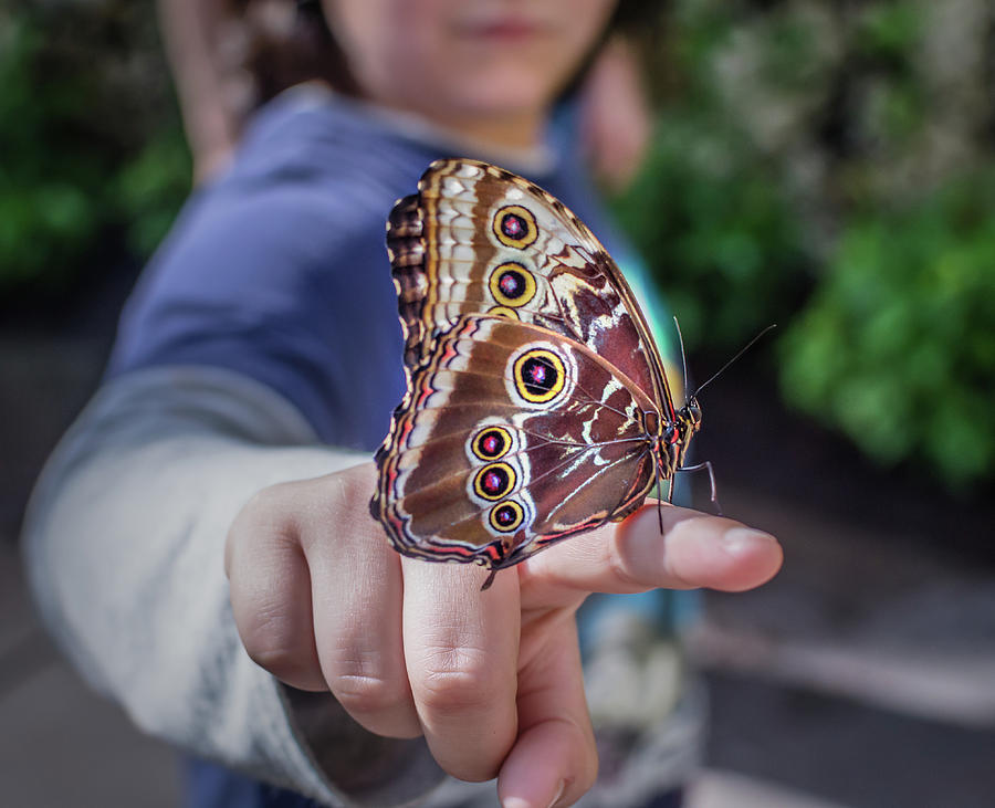 Blue Morpho by Steven Greenbaum Blue Morpho by Steven Greenbaum