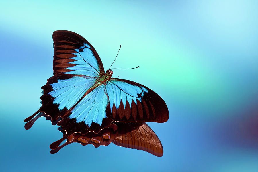 Blue Mountain Swallowtail Butterfly Photograph by Darrell Gulin