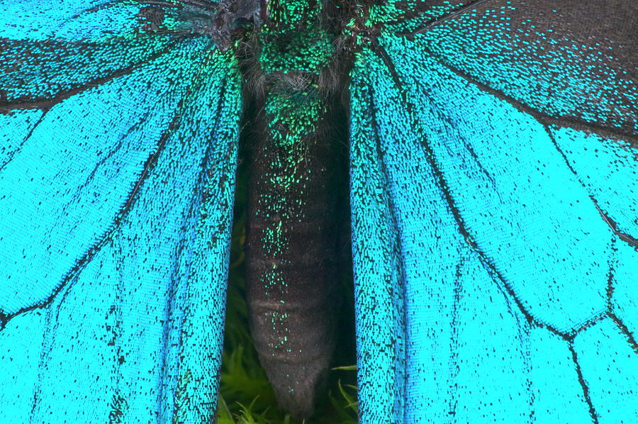 Majestic Photograph - Blue Mountain Swallowtail Papilio by Darrell Gulin