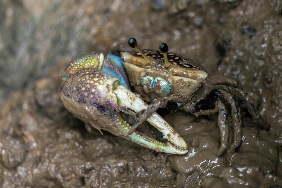 Blue Mud Crab Photograph By Chua Wee Boo - Fine Art America