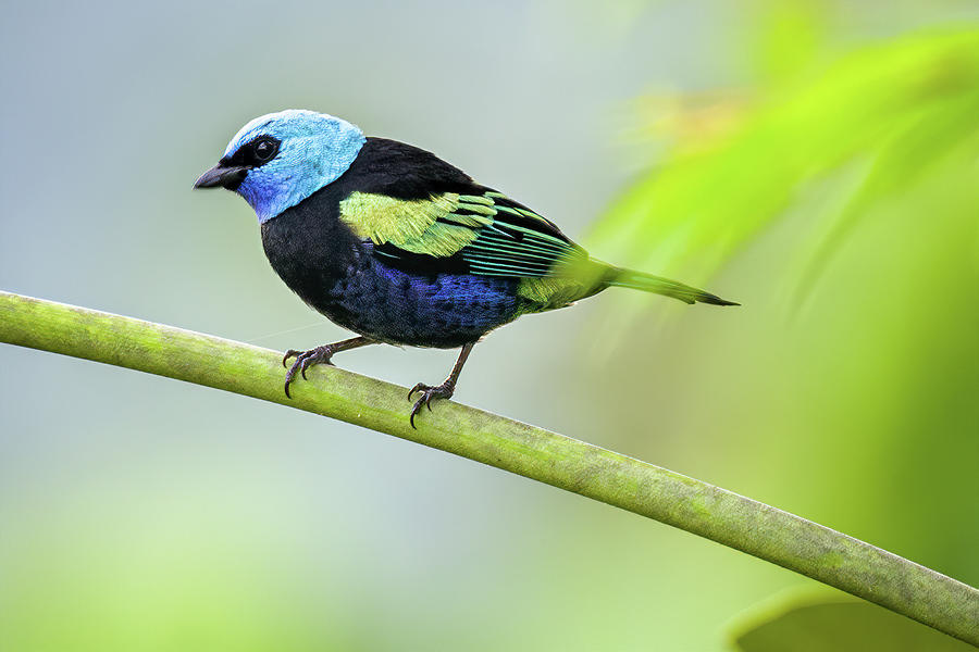 Blue Necked Tanager Orquideas del Tolima Ibague Colombia Photograph by Adam Rainoff