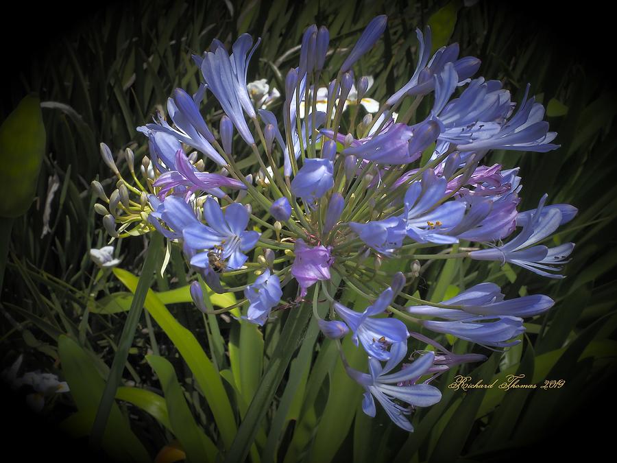 Blue Nile Lily Photograph by Richard Thomas