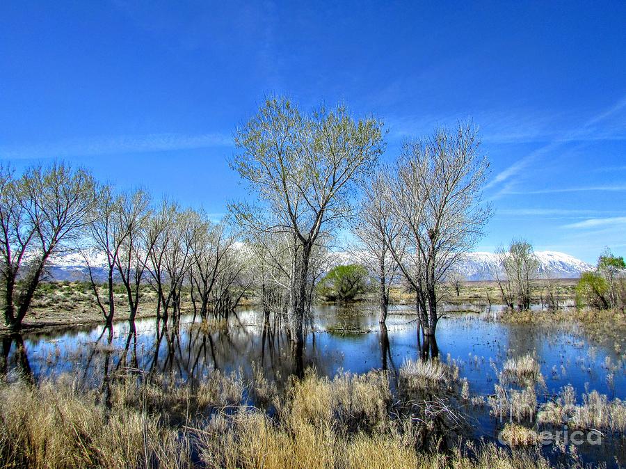 Blue Oasis Photograph by Marilyn Diaz - Fine Art America