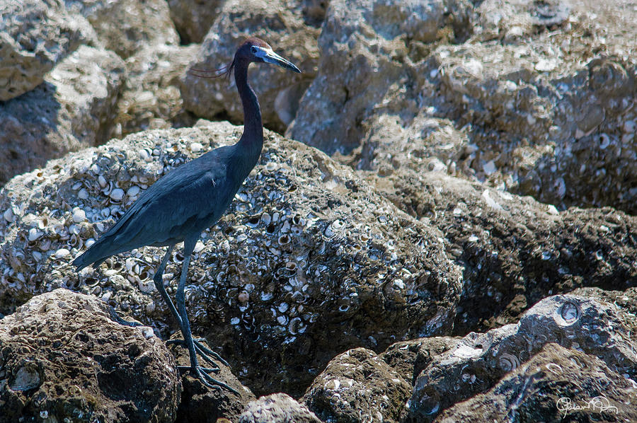 Blue On The Rocks Photograph by Susan Molnar
