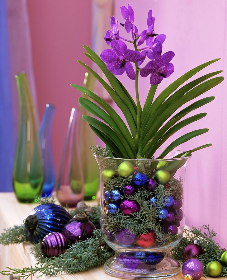 Blue Orchid In A Glass With Arizona Cypress And Baubles Photograph by Friedrich Strauss