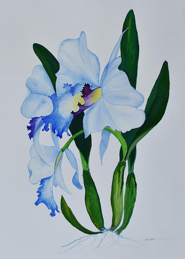 Blue Orchid Flower Drawing ubicaciondepersonas.cdmx.gob.mx