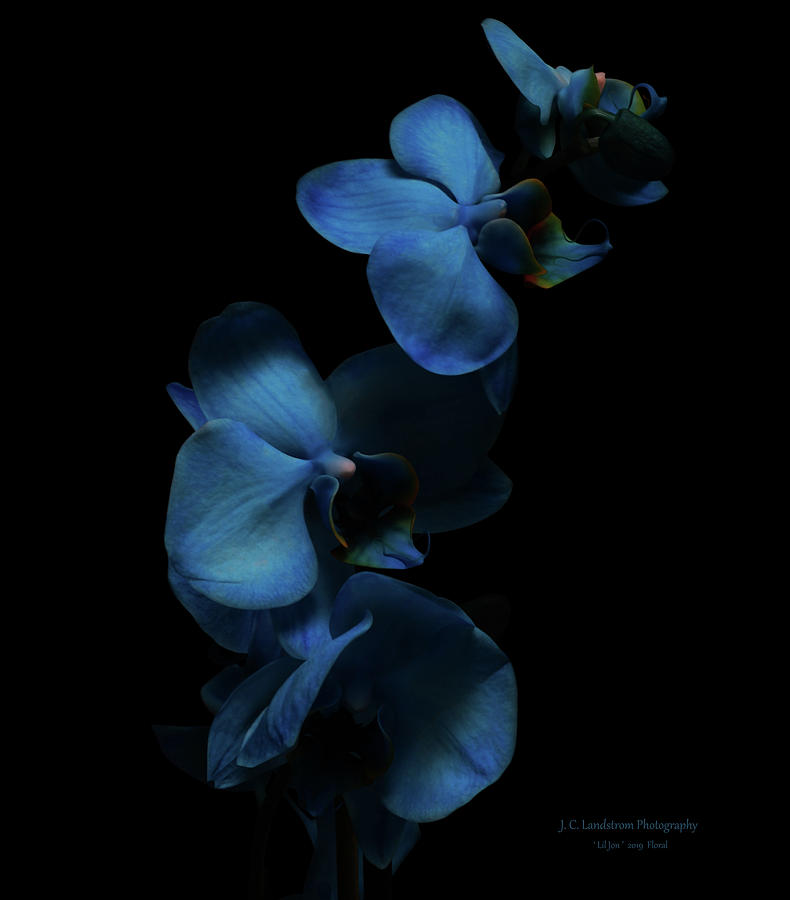Orchid Photograph - Blue Orchids by Jeanette C Landstrom