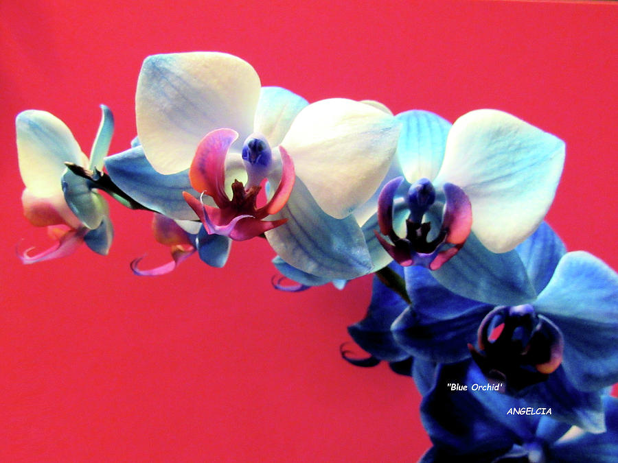 Orchid Photograph - Blue Orchid by Angelcia Carol Wright