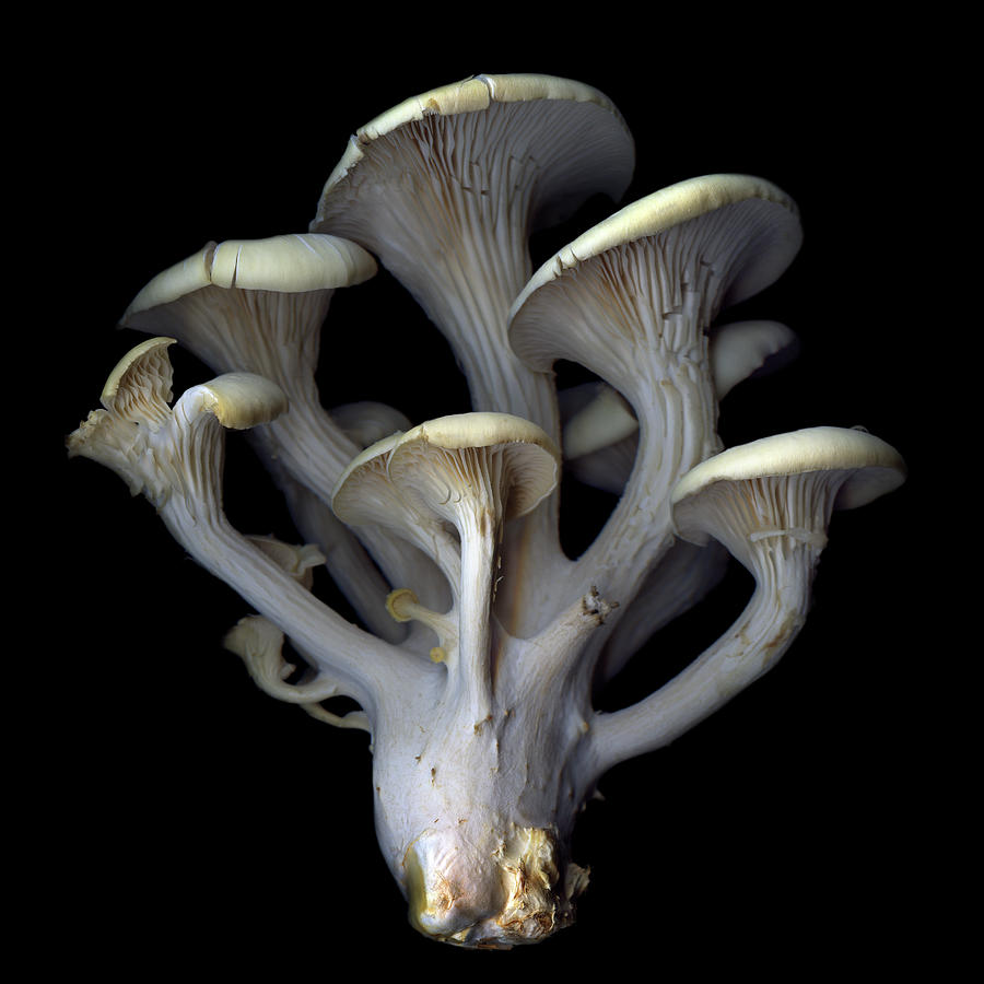 Blue Oyster Mushrooms Photograph by Photograph By Magda Indigo