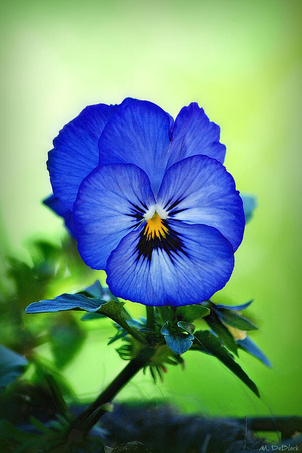 Blue Pansy Photograph by Marilyn DeBlock