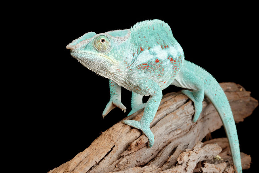 Blue Panther Chameleon On Log Photograph by David Kenny | Fine Art America