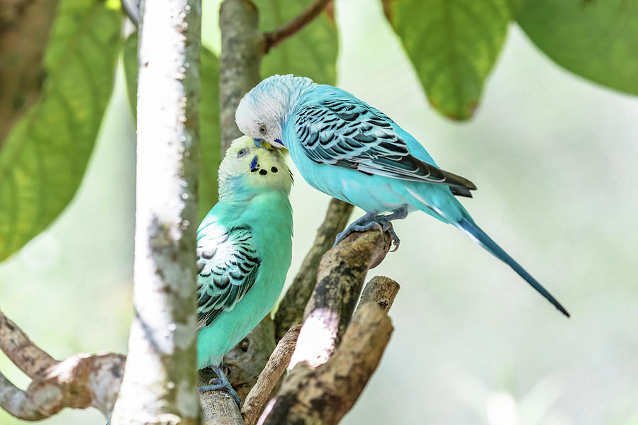 dark blue parakeets