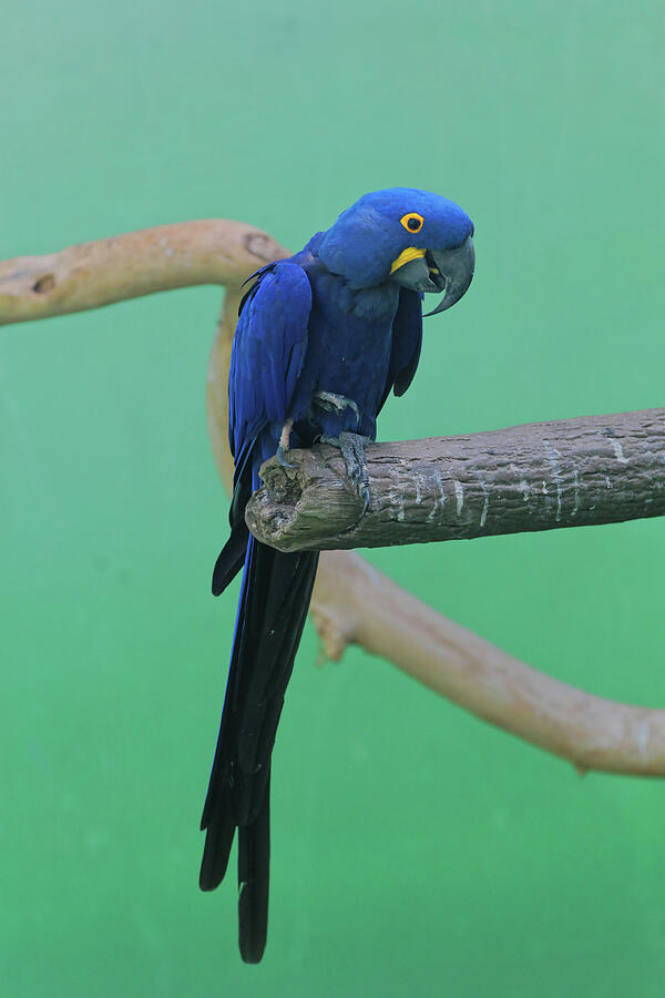 Blue Parrot Photograph by Doolittle Photography and Art | Fine Art America