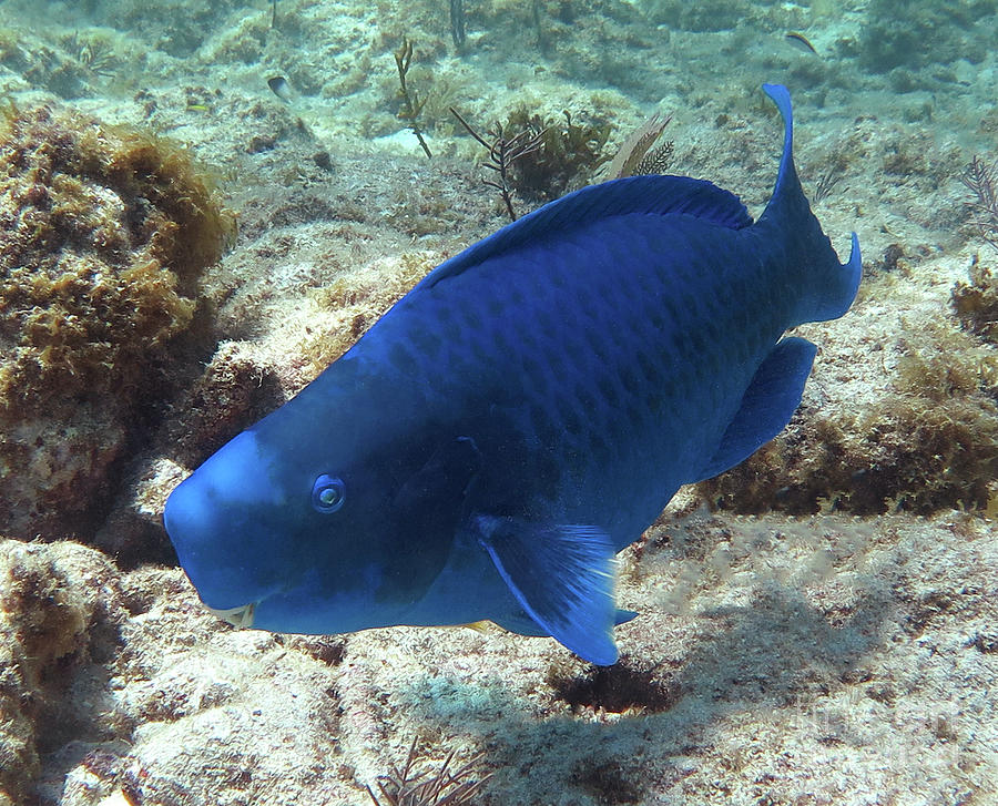 Blue Parrotfish 13 Photograph by Daryl Duda