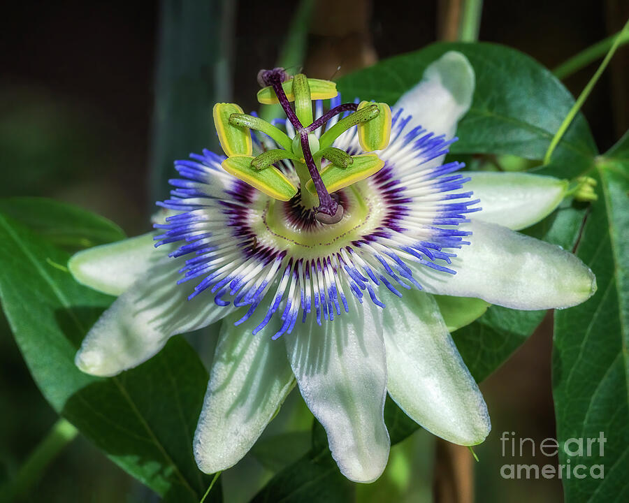 Blue Passion Flower Photograph by Priscilla Burgers