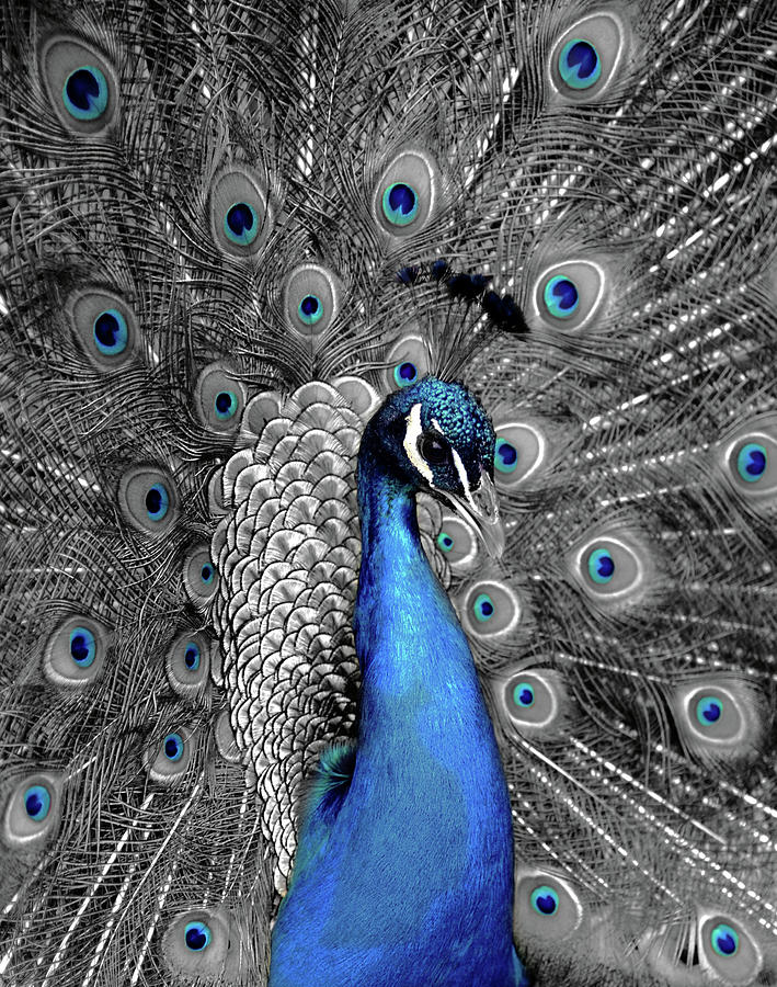 Blue Peacock Photograph by Saffron Blaze
