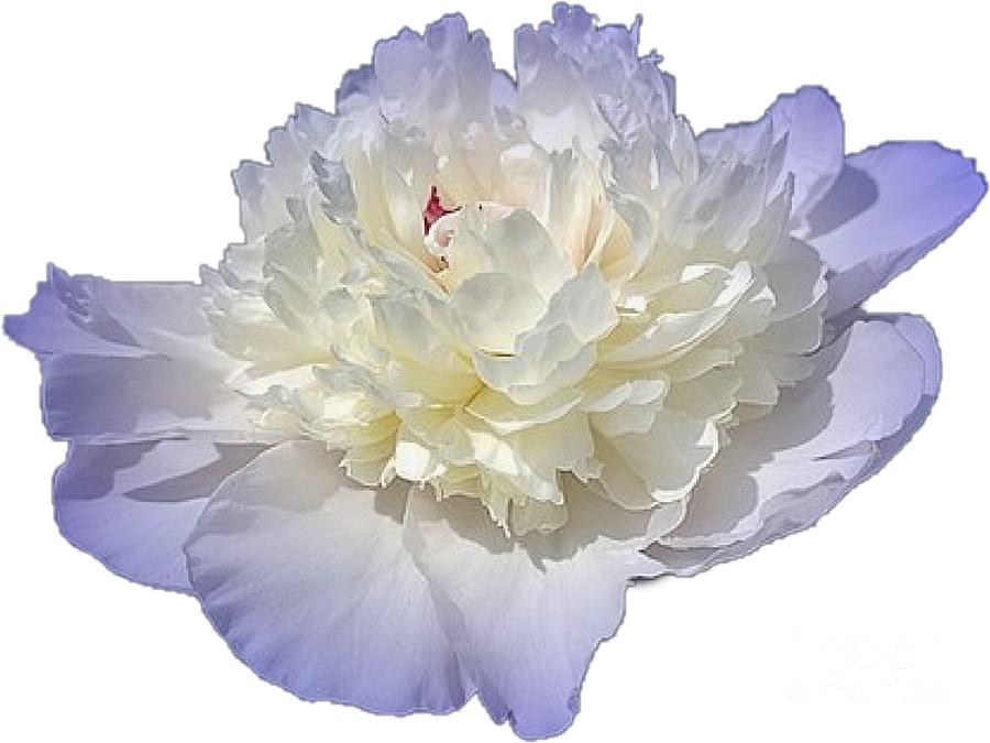Blue Peony Flower Cropped Choose a Custom Background Color Photograph by Delynn Addams