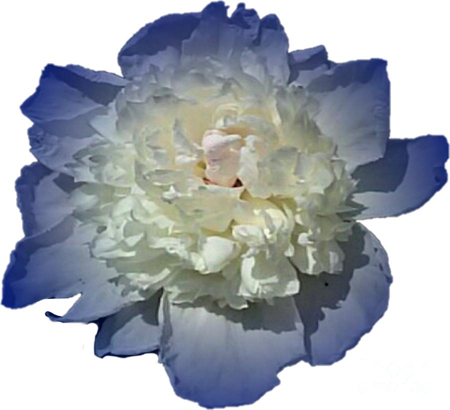 Blue Peony Flower Designed for Shirts Photograph by Delynn Addams