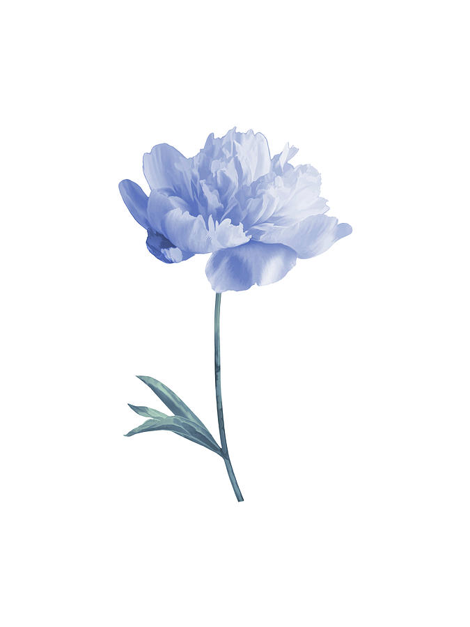 Blue Peony Watercolor Floral Wall Art Painting By Kateryna Vilna