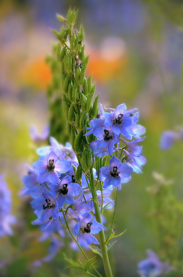 Blue Petaled Flower Photograph by Maria Angelica Maira