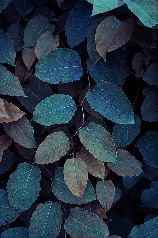 Blue Plant Leaves In The Nature In Fall Season, Blue Background ...