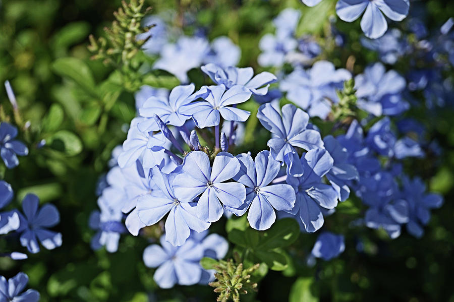 Blue Plumbago Photograph by Chauncy Holmes