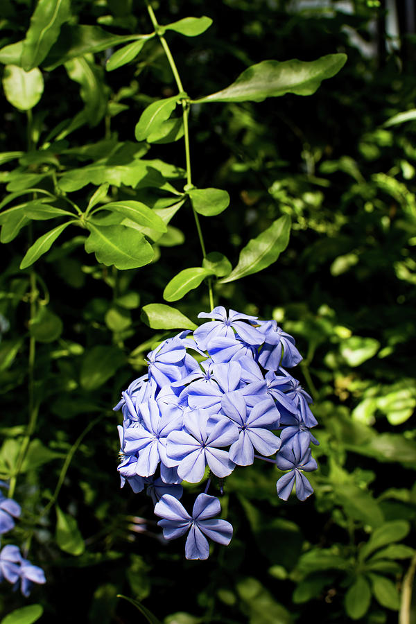 Blue Plumbago  Photograph by Rose Guinther