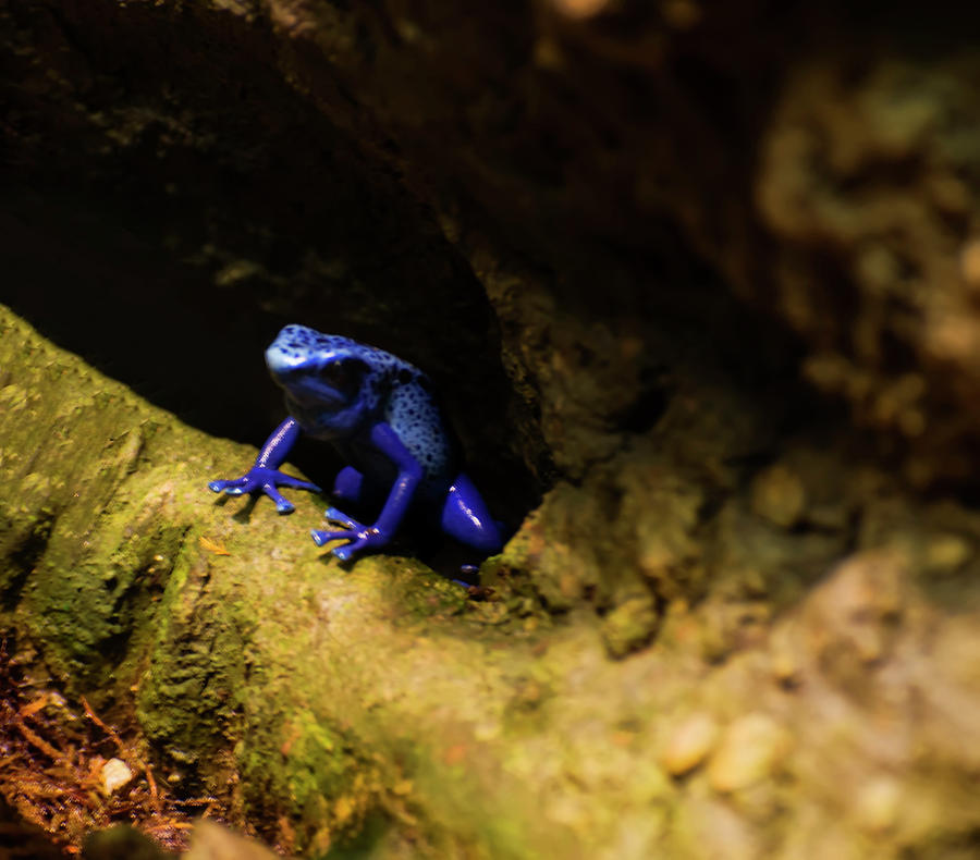 Blue Poison Dart Frog Photograph by Flees Photos