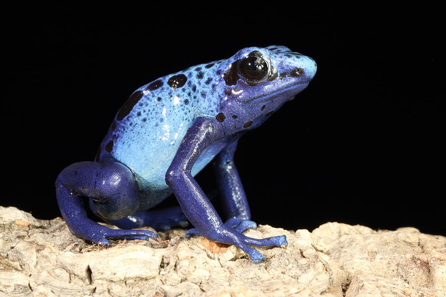 Blue Poison Dart Frog Dendrobates Photograph by David Kenny