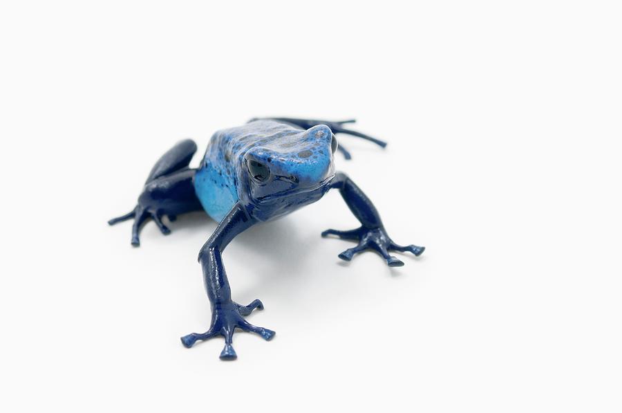 Blue Poison Dart Frog Dendrobates Photograph by Design Pics / Corey Hochachka