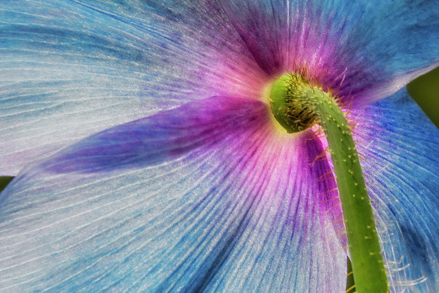 Blue Poppy Flower Backside Photograph by Susan Candelario