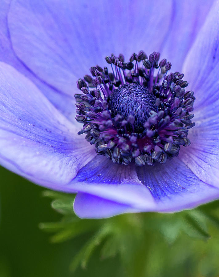 Blue Poppy Photograph by Ginger Stein