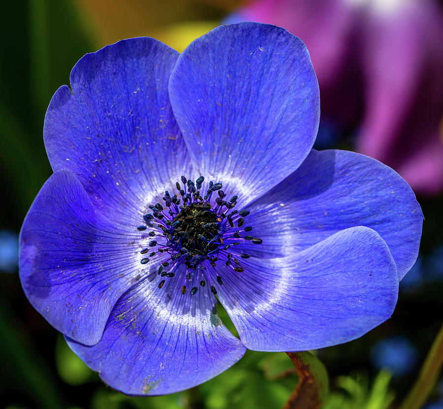 Blue Poppy Photograph by Susie Weaver