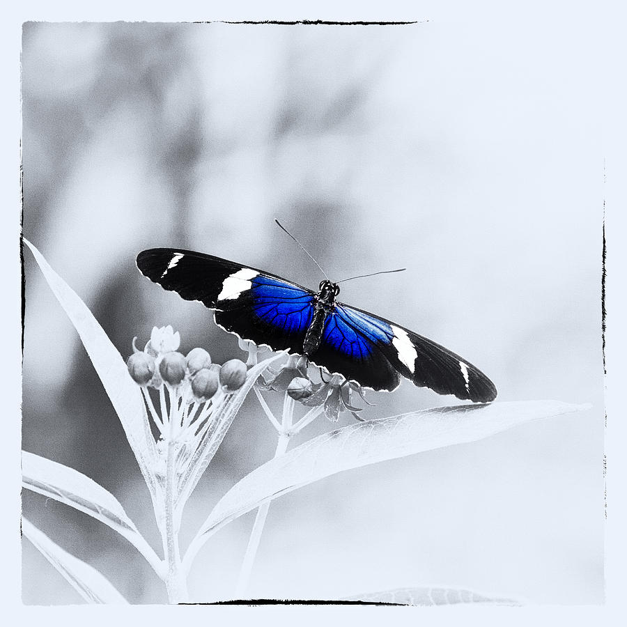 Blue Postman Butterfly Photograph by Jaroslav Buna