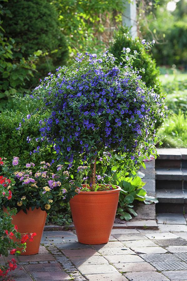 Summer Photograph - Blue Potato Bush solanum Rantonnetii Or Lycianthes And Lantana shrub Verbena by Friedrich Strauss