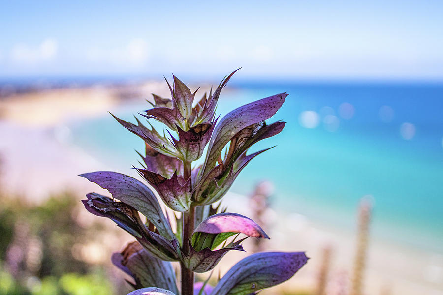 Blue/Purple Flower In Foreground, St. Ives Photograph by Jay De Winne
