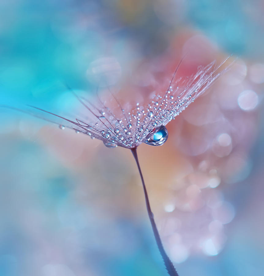 Nature Photograph - Blue Rain.. by Juliana Nan